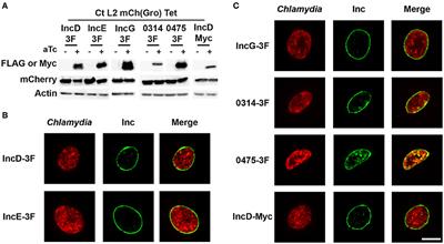 A Co-infection Model System and the Use of Chimeric Proteins to Study Chlamydia Inclusion Proteins Interaction